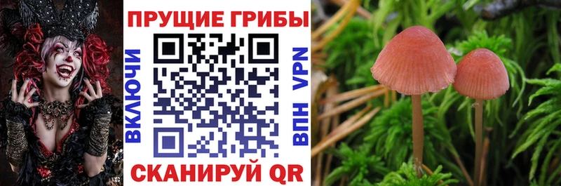 Псилоцибиновые грибы ЛСД  блэк спрут tor  Карабаш  цены наркотик 